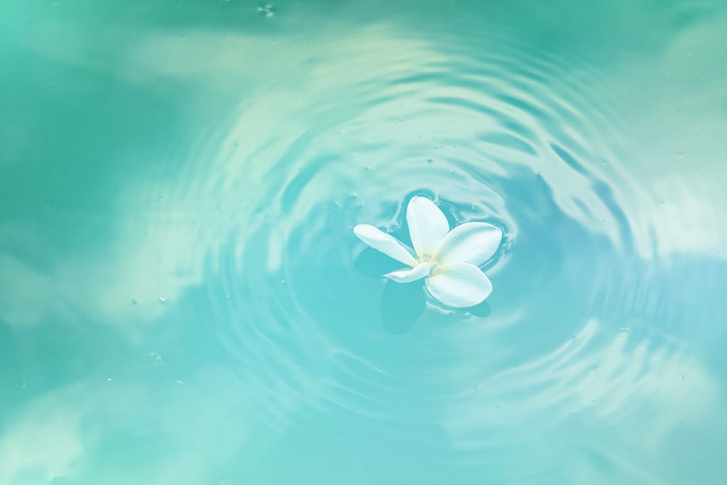 fiore in acqua