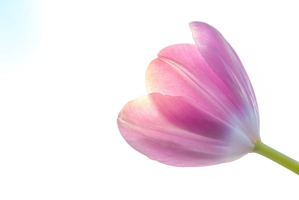 fiore al sole